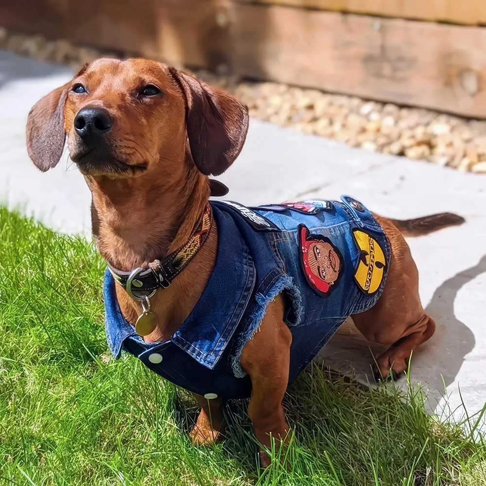 Hip hop dog jacket with Missy Elliott and Dr. Dre patches