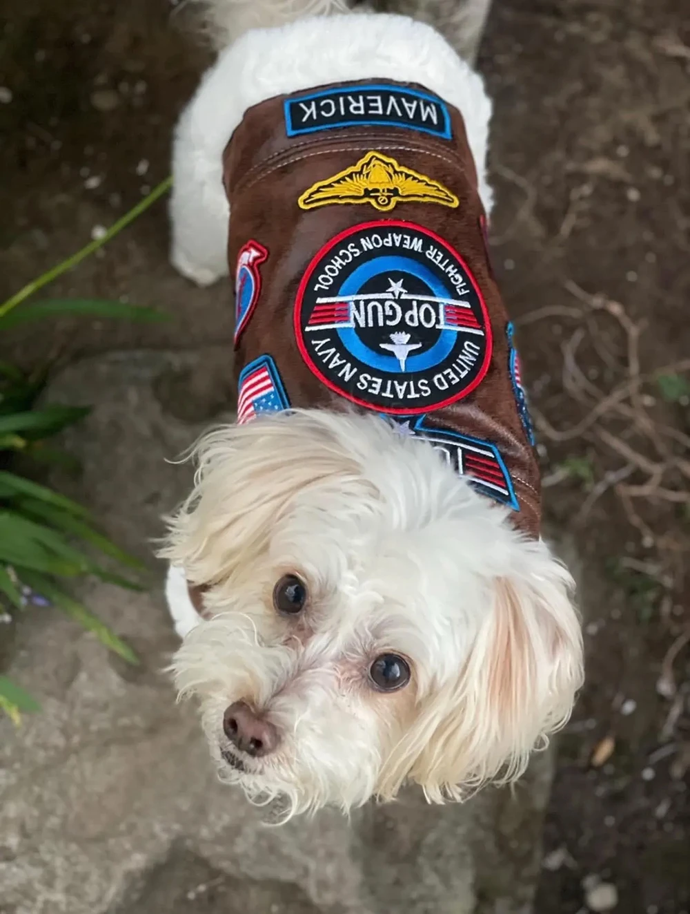Faux leather dog flight jacket with Tomcat and US flag patches