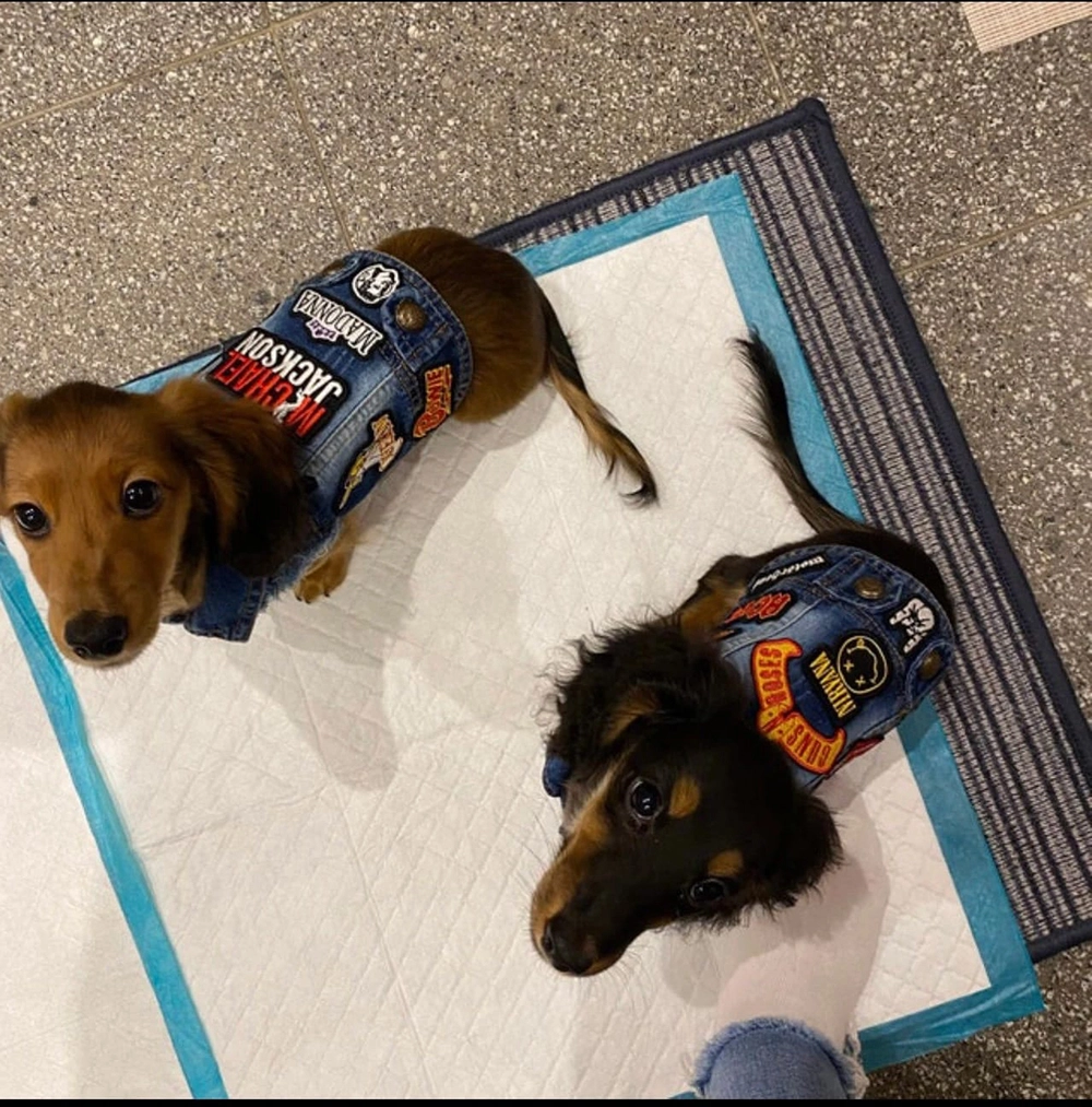 Alternative rock battle jacket for dogs and cats